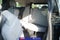2026 Toyota Sienna XLE 7 Passenger